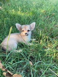 Chihuahua Toy Pelo Lungo maschio cucciolo