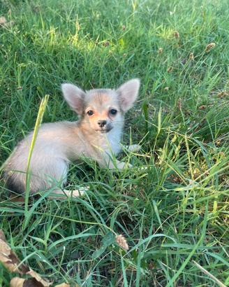 Chihuahua Toy Pelo Lungo maschio cucciolo