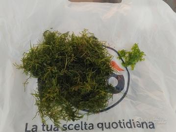 muschio di java
