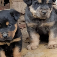 Cuccioli kangal