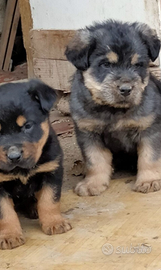 Cuccioli kangal