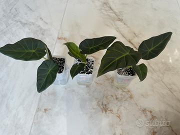 Alocasia Regal Shield