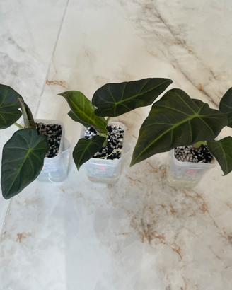 Alocasia Regal Shield