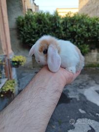 Coniglio nano ariete mini lop