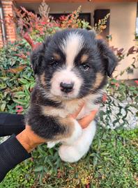 Australian shepherd