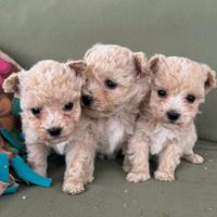 Maltipoo e barboncini toy