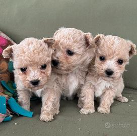 Maltipoo e barboncini toy