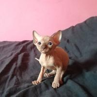 Cuccioli di Canadian Sphynx