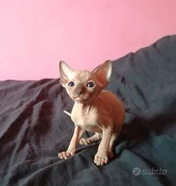 Cuccioli di Canadian Sphynx