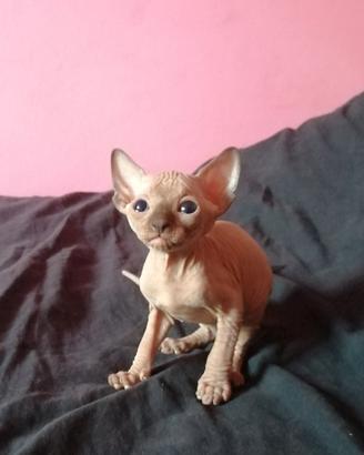 Cuccioli di Canadian Sphynx