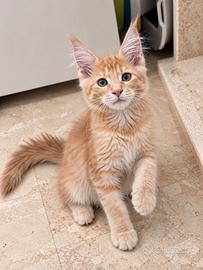Nolan - maine coon maschio crema- futuro xxl
