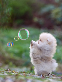 Mini Spitz Di Pomerania