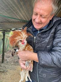 Gallo Padovano camoscio orlo bianco 6 mesi