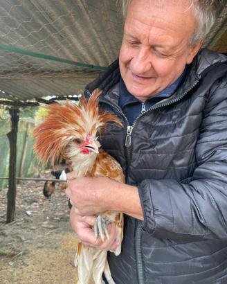 Gallo Padovano camoscio orlo bianco 6 mesi