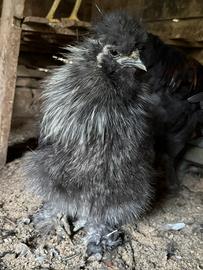 Moroseta Perniciato Argento