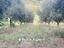 Immagine 12