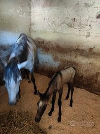 Criollo puro con pedigree
