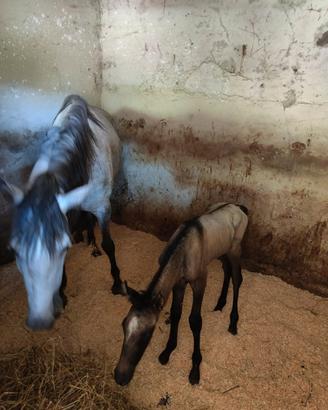 Criollo puro con pedigree