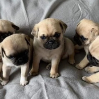 Cuccioli di carlino