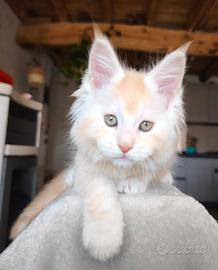 Maine coon