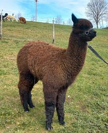 Alpaca femmina
