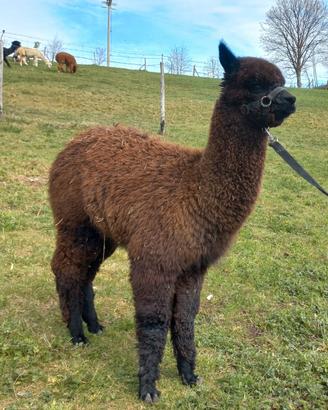 Alpaca femmina