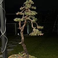 Bonsai cipresso venduto