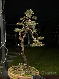 Bonsai cipresso venduto