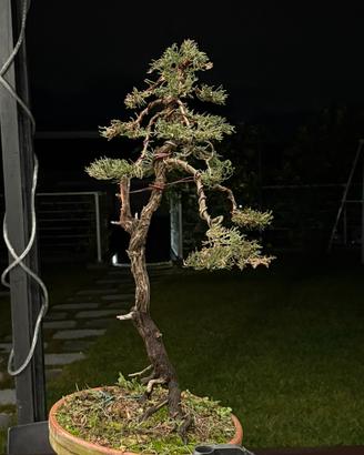 Bonsai cipresso venduto