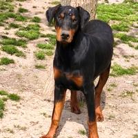 Cucciolone di Dobermann