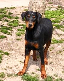 Cucciolone di Dobermann