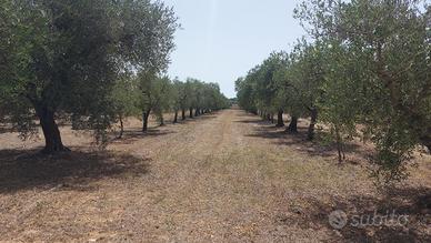 Uliveto in c.da Selvapiana
