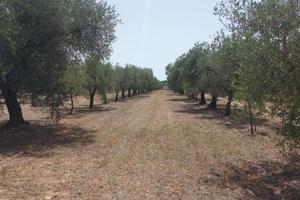 Uliveto in c.da Selvapiana