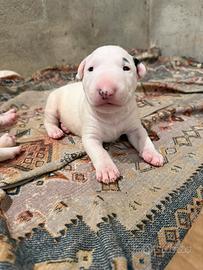 Cuccioli Bull Terrier