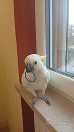 Cacatua bianco ciuffo giallo dolcissimo