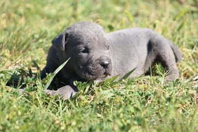 Disponibili cuccioli di Cane Corso