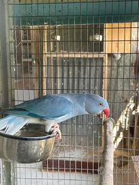 Parrochietto dal collare