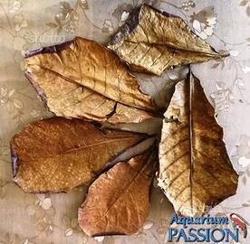 10 Fglie di Catappa XL, mandorlo indiano, ketapang