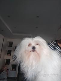 Maltese per accoppiamento