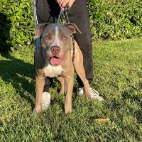 Pitbull maschio disponibile per accoppiamento