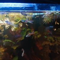 Guppy Endler