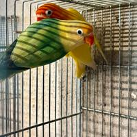 Inseparabili Fischer