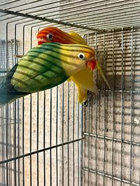 Inseparabili Fischer