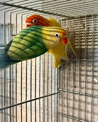 Inseparabili Fischer