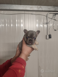 Cuccioli : BULLDOG FRANCESE