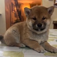 Cuccioli shiba inu con pedigree enci