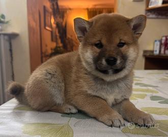 Cuccioli shiba inu con pedigree enci