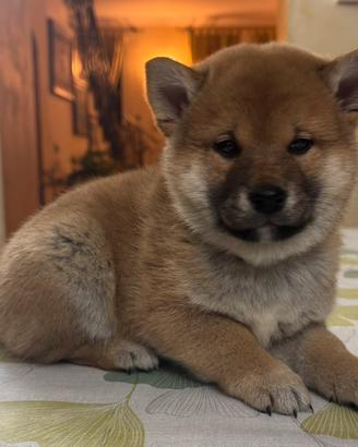 Cuccioli shiba inu con pedigree enci