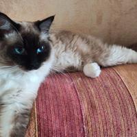 Ragdoll maschio con pedigree per accoppiamento