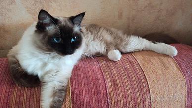 Ragdoll maschio con pedigree per accoppiamento